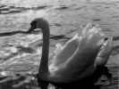swans swan black and white