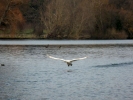 swans swan in flight p1030359