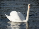 swans swan p1020672