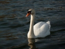 swans swan p1030357