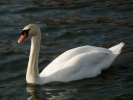 swans swan p1030358