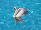 swans swan smimming pool