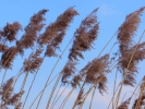 therapy growth dead rushes in wind