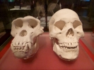 therapy human ape skulls p1020378 b