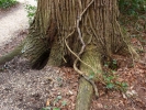 therapy tree roots 1