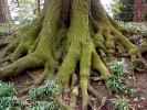 therapy tree roots 2
