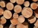 trees log pile p4030447