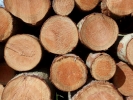 trees log pile p4030448