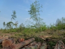 trees logging p1030773