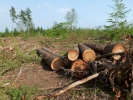 trees logging p1030777