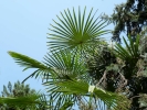 trees palm tree p1050039 b