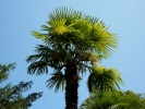 trees palm tree p1100023 s