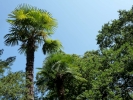 trees palm trees p1050034 b