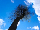 trees tree looking upwards blue sky