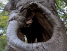 trees tree trunk hole pa240155