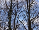 trees trees bare blue sky 1