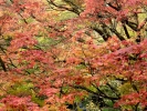 trees trees in autumn p1020857
