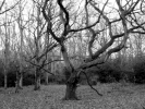 trees woodland mono winter p1030132 mono