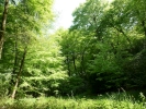 trees woodland p1030744