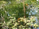 water pond with fish