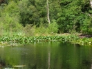 water pond with lillies