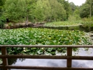 water pond with lillies barrier