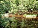 water woodland pond p9180022