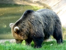 zoo bears p1040757