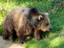 zoo bears p1040759