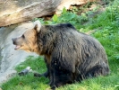 zoo bears p1040760