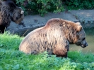 zoo bears p9030167