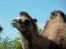 zoo camel p1070862 s