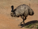 zoo emu p1070890 s