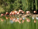 zoo flamingos p9030011