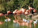 zoo flamingos p9030012