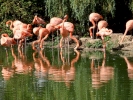 zoo flamingos p9030014