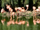 zoo flamingos p9030016