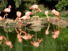 zoo flamingos p9030017
