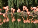 zoo flamingos p9030018