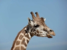 zoo giraffe p1020490 b