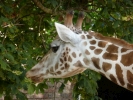 zoo giraffe p1020493 b