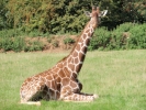 zoo giraffe p9030045