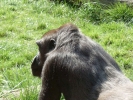 zoo gorilla p1020424 b