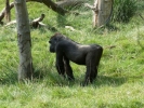 zoo gorilla p1020429 b