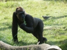 zoo gorilla p1020585 b