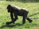 zoo gorilla p1020587 b