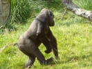 zoo gorilla p1070756 s