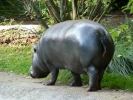 zoo hippo dwarf p1070947 s
