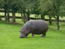 zoo hippos p1040582