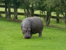 zoo hippos p1040583
